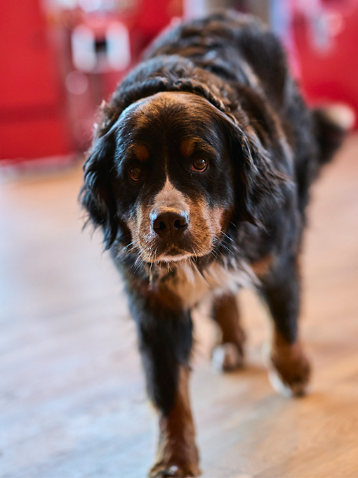 Teammitglied Hundedame Mae Teammitglied Hundedame Mae
